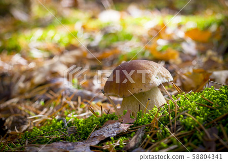 porcini mushroom in moss forest 58804341