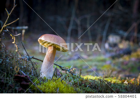 big porcini mushroom in darkness moss 58804401