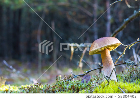 big porcini mushroom in dark moss 58804402