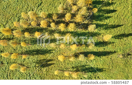 Small yellow trees Small yellow trees 58805487