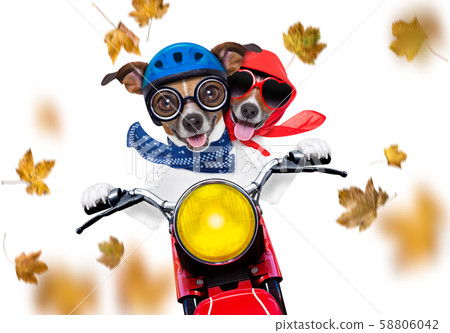 motorcycle  dog on autumn or fall 58806042