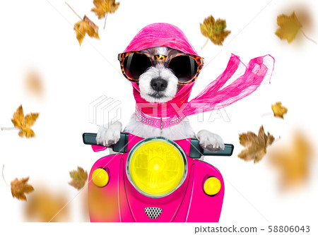motorcycle diva dog on autumn or fall motorcycle diva dog on autumn or fall 58806043