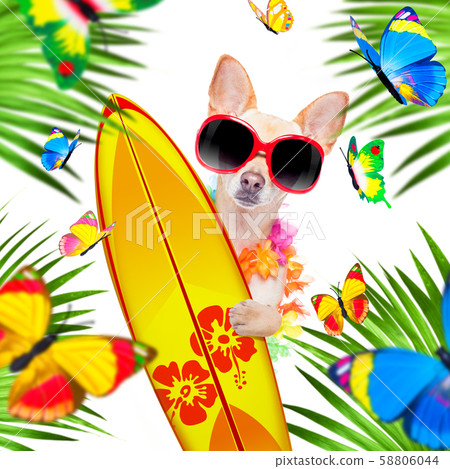 summer paradise vacation surfer dog summer paradise vacation surfer dog 58806044