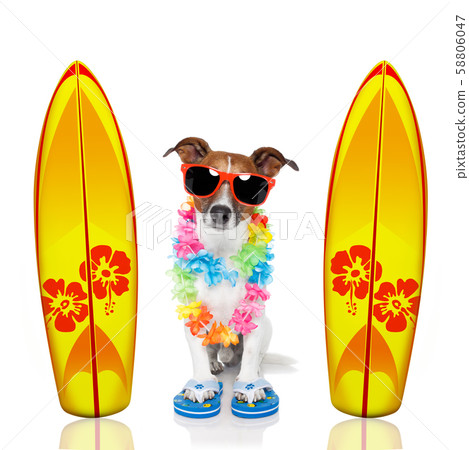 summer paradise vacation surfer dog 58806047