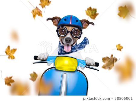 motorcycle  dog on autumn or fall 58806061