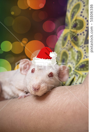 cute white domestic rat, symbol of the new 2020. 58806386