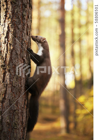 Stone marten climb on the tree trunk in summer - 58806501
