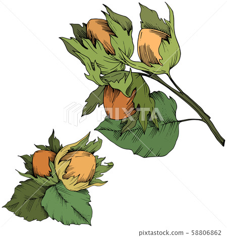 Vector autumn plant hazel nut. Leaf plant botanical garden floral foliage. Isolated illustration Vector autumn plant hazel nut. Leaf plant botanical garden floral foliage. Isolated illustration 58806862