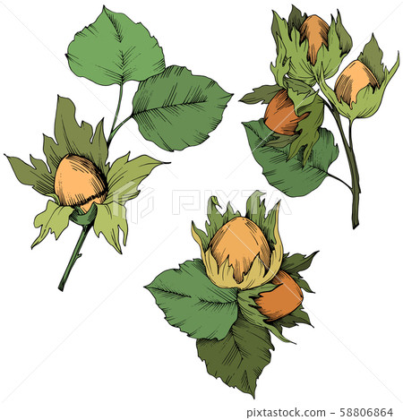 Vector autumn plant hazel nut. Leaf plant botanical garden floral foliage. Isolated illustration Vector autumn plant hazel nut. Leaf plant botanical garden floral foliage. Isolated illustration 58806864