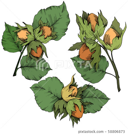 Vector autumn plant hazel nut. Leaf plant botanical garden floral foliage. Isolated illustration 58806873