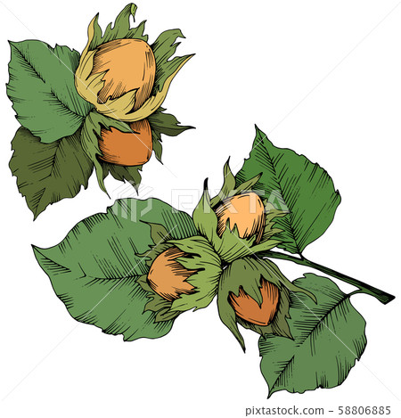Vector autumn plant hazel nut. Leaf plant botanical garden floral foliage. Isolated illustration Vector autumn plant hazel nut. Leaf plant botanical garden floral foliage. Isolated illustration 58806885