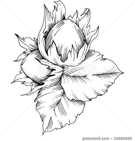 Vector autumn plant hazel nut. Leaf plant botanical garden floral foliage. Isolated illustration 58806889