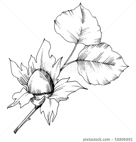 Vector autumn plant hazel nut. Leaf plant botanical garden floral foliage. Isolated illustration 58806891