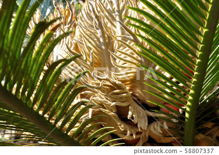 Cycado flowers Cycado flowers 58807337