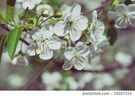 Cherry flowers frame Cherry flowers frame 58807354