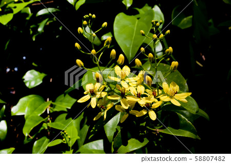 Kosunka Kazura 58807482