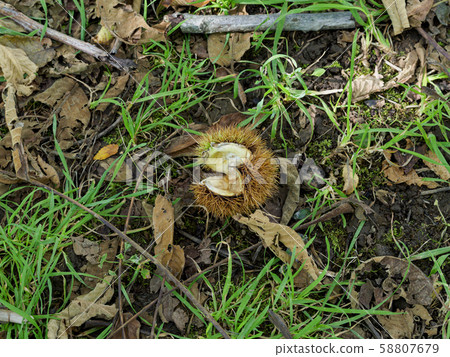 掉在地上的栗子殼 58807679