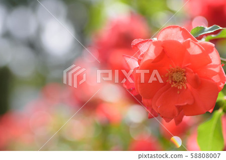 Shining rose 58808007