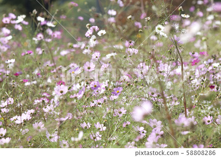 波斯菊，花園 58808286