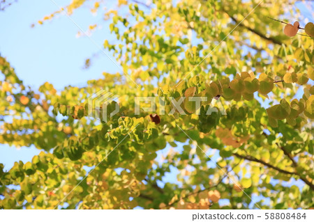 Katsura yellow leaves 58808484