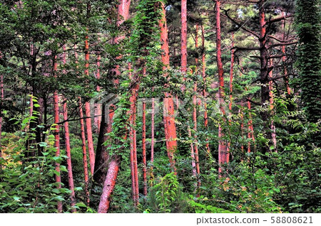 Ganghwang Ganghwang 58808621