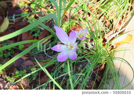 Corticum flowers 58808810