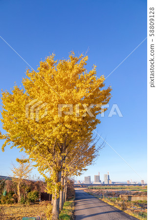 Minuma rice field autumn scenery Minuma rice field autumn scenery 58809128