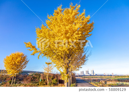 Minuma rice field autumn scenery Minuma rice field autumn scenery 58809129