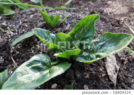 菠菜在花園裡 58809324