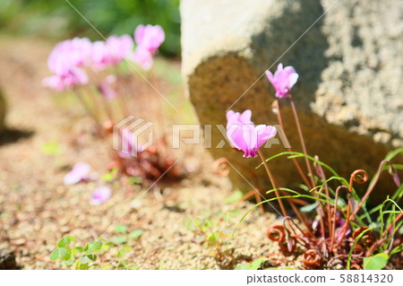 Cyclamen Flower Hedeliforium Cyclamen Flower Hedeliforium 58814320