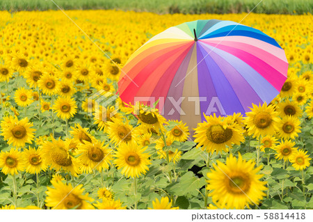 muticolor umbrella in sunflower field. 58814418