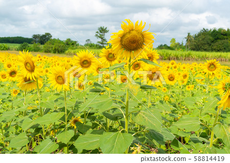 Sunflower in field. Sunflower in field. 58814419
