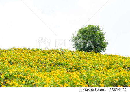 Yellow flower field and big tree. Yellow flower field and big tree. 58814432