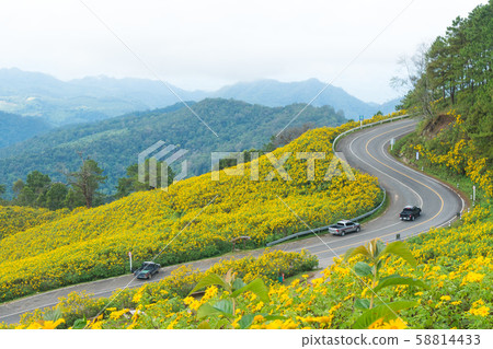 Street and yellow flower roadside. Street and yellow flower roadside. 58814433