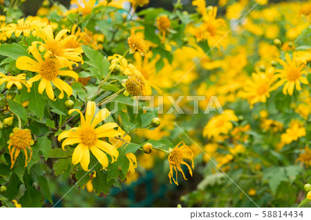 Yellow flower field Yellow flower field 58814434