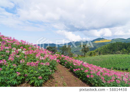 Field pink flower on mountain. Field pink flower on mountain. 58814438