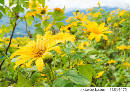 Yellow flower field Yellow flower field 58814475