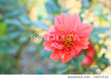 Dahlia flower Dahlia flower 58814528