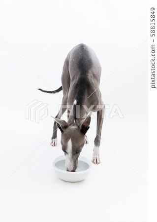 意大利靈緹犬吃米飯 58815849