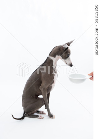 等待米的意大利靈獅 58815850