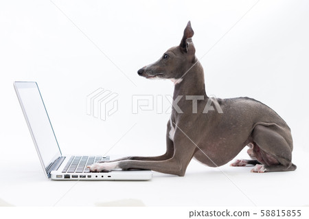 使用個人計算機的意大利靈獅 58815855