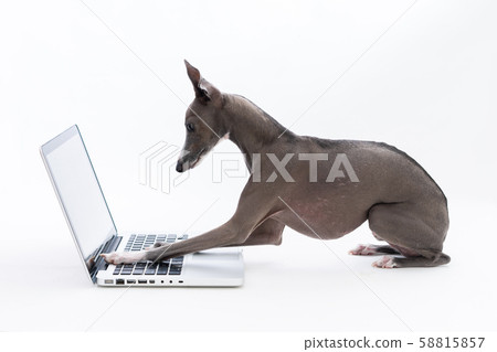 Italian greyhound using a personal computer Italian greyhound using a personal computer 58815857