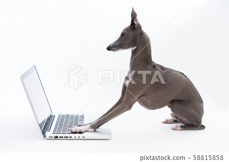 使用個人計算機的意大利靈獅 58815858