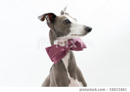 Italian greyhound with bow tie Italian greyhound with bow tie 58815861