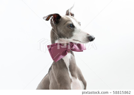 與蝶形領結的意大利靈獅 58815862