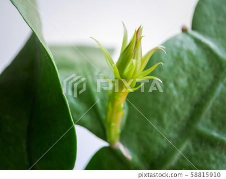 Flower bud 01 Flower bud 01 58815910