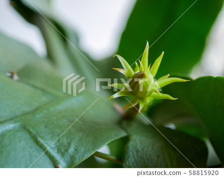 月光之美花蕾06 58815920