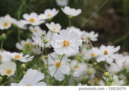 Cosmos Cosmos 58816074