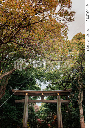 Wooden Torii gate of Meiji Jingu Shrine under big tree 58816449