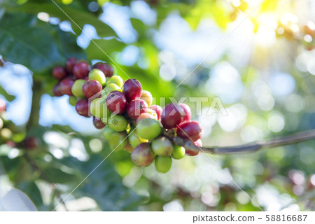 Raw Coffee beans plantation on agriculture fresh Raw Coffee beans plantation on agriculture fresh 58816687